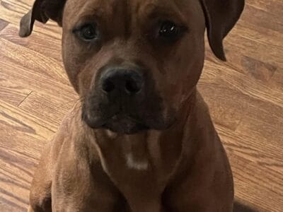 Pit/rott mix